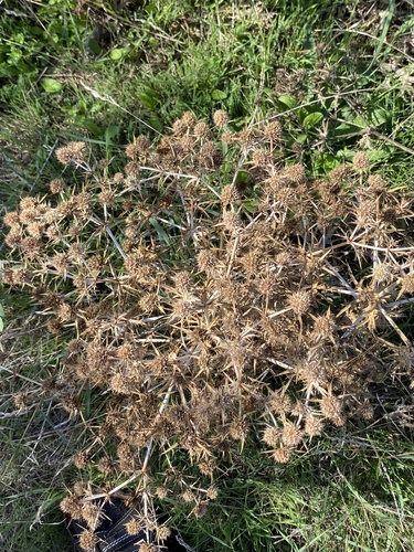 Field Eryngo