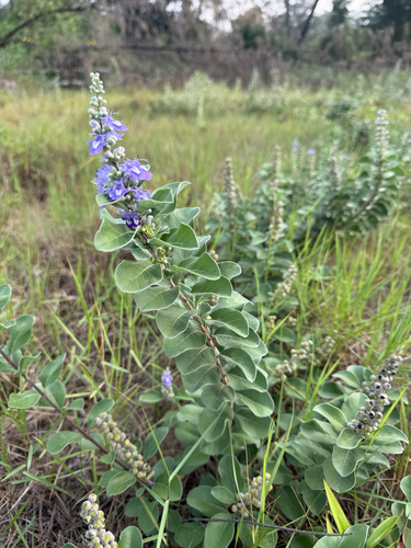 Beach Vitex