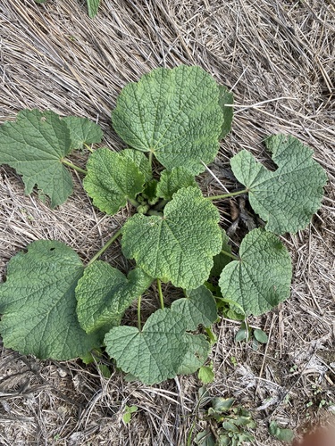 Hollyhock