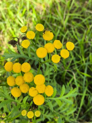 tansy