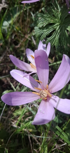 Autumn Crocus