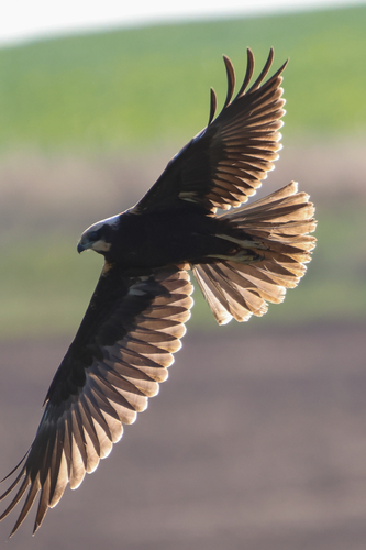 Western Marsh Harrier