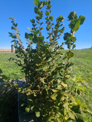 common hazel