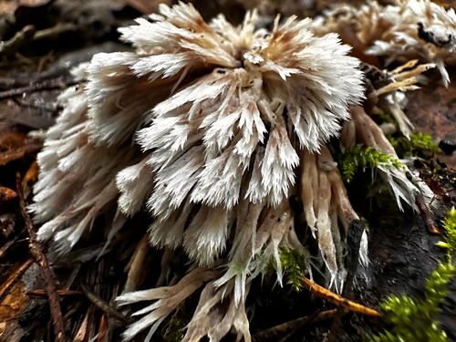 Urchin Earthfan