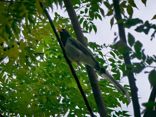 Red-billed Blue-Magpie