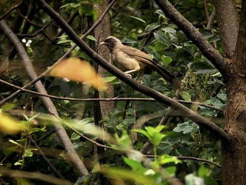 Masked Laughingthrush