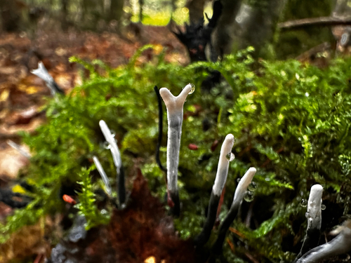 Candlesnuff Fungus