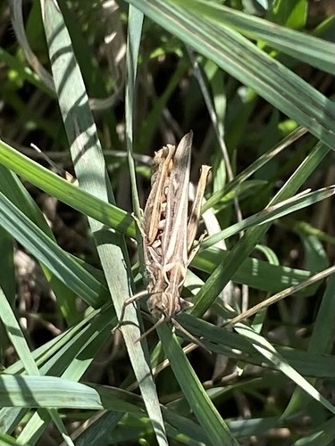 Common Field Grasshopper