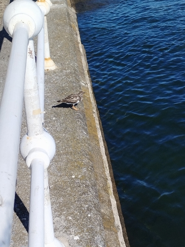 Ruddy Turnstone