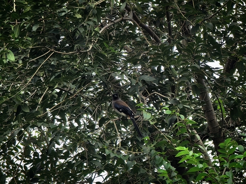Gray Treepie