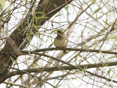 Black-faced Bunting