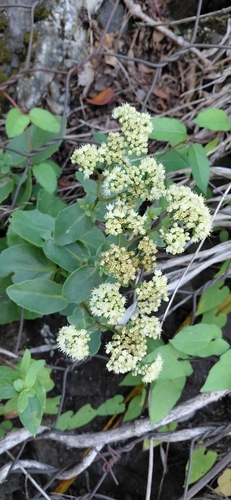 Great Stonecrop
