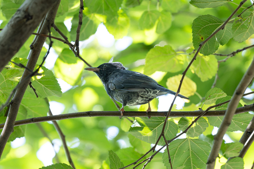 Black Bulbul
