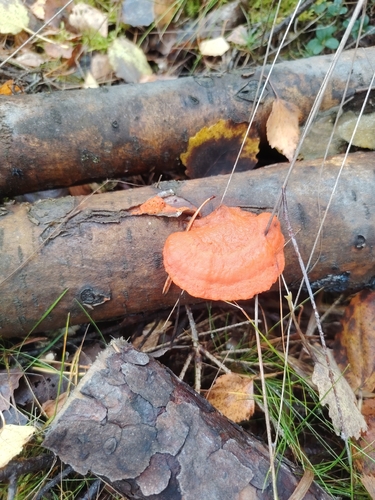 Northern Cinnabar Polypore