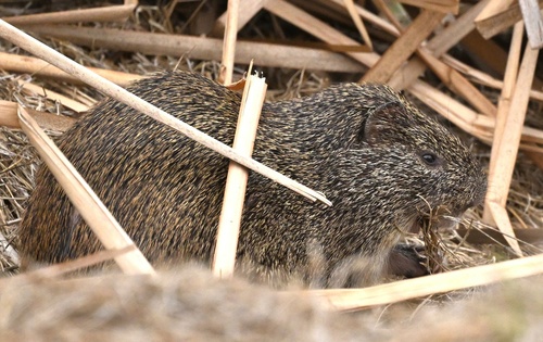 Greater Cane Rat