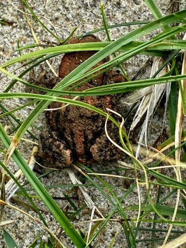 European Toad