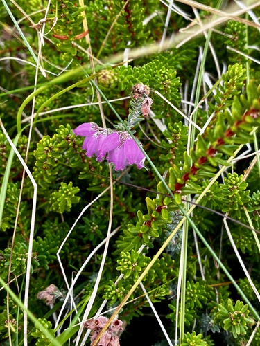 Cross-leaved Heath