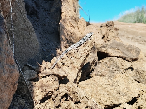Sand Lizard
