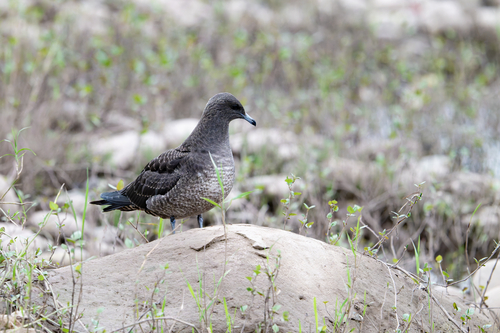 Pomarine Jaeger