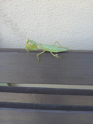 Transcaucasian Giant Mantis