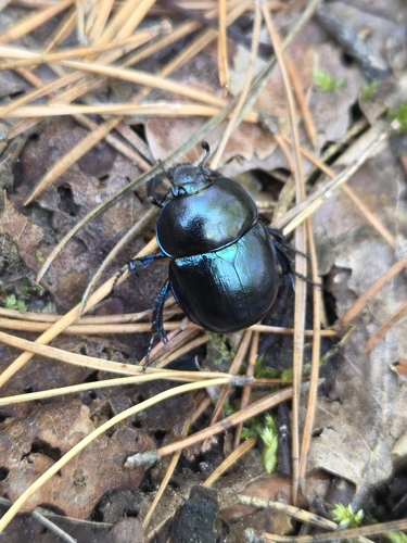 Springtime Dung Beetle
