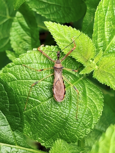 Endochus cingalensis