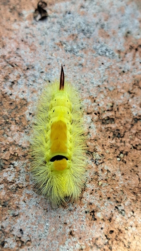 Pale Tussock Moth