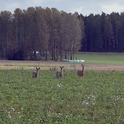 Western Roe Deer