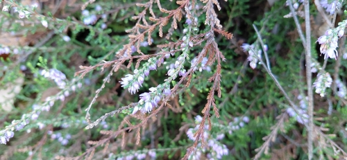 common heather