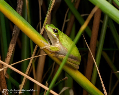 Eastern Dwarf Tree Frog