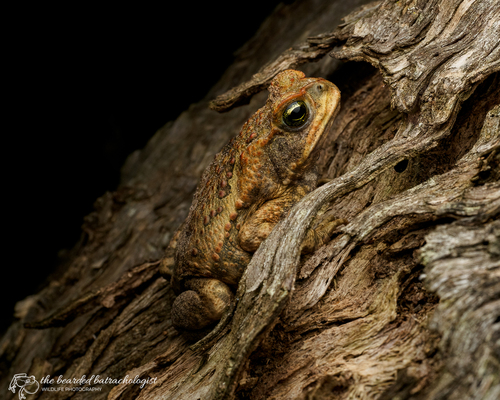 Cane Toad