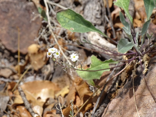 White Bladderpod