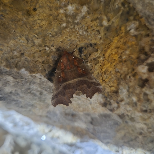 Herald Moth