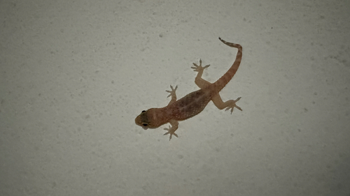 Mediterranean House Gecko