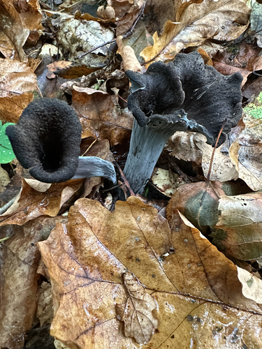 Horn-of-plenty