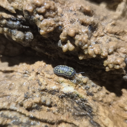Versicolored Pill Woodlouse