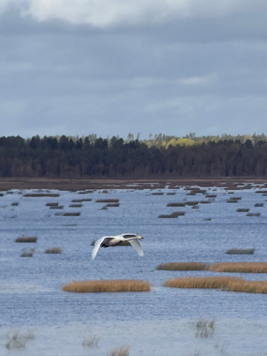 Whooper Swan