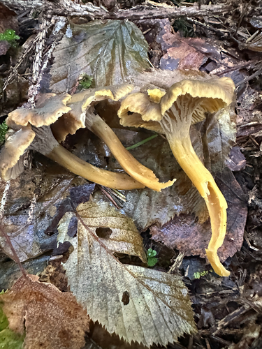 Yellowfoot