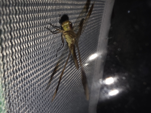 Banded Darter