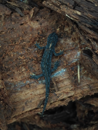 Alpine Newt
