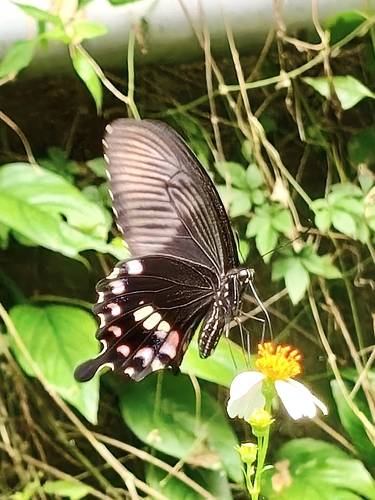 Common Mormon Swallowtail