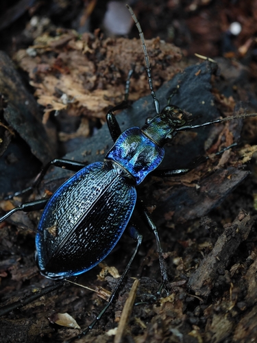 Blue Ground Beetle