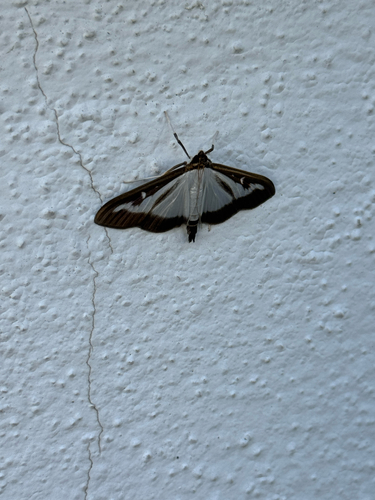 Box Tree Moth