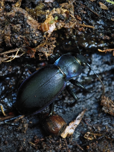 Violet ground beetle