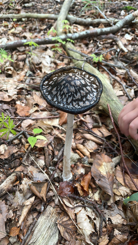 Magpie Inkcap