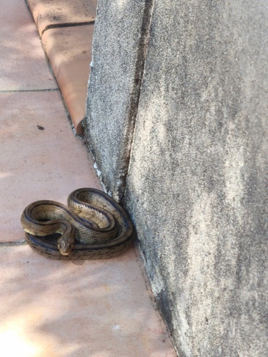 Ladder Snake