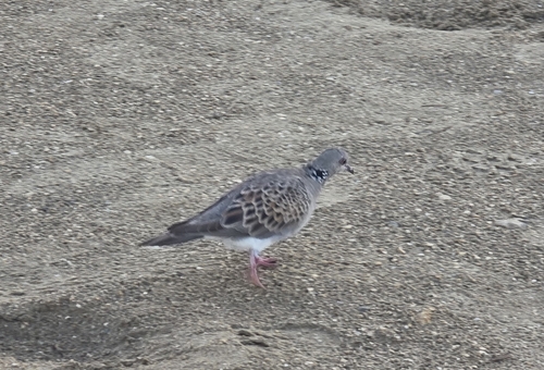 European Turtle-Dove