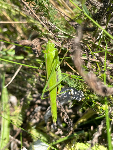 Sickle-bearing Bush-cricket