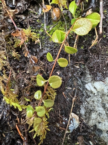 Twinflower