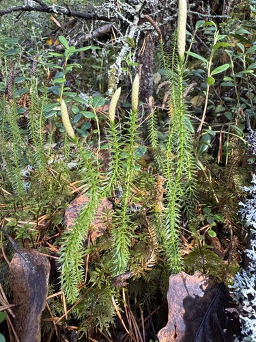 interrupted clubmoss